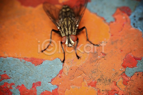 사람없음 JPG 근접촬영 아웃포커스 포토 곤충 동물 벌레 자연 파리(곤충) 파리(프랑스) 한마리
