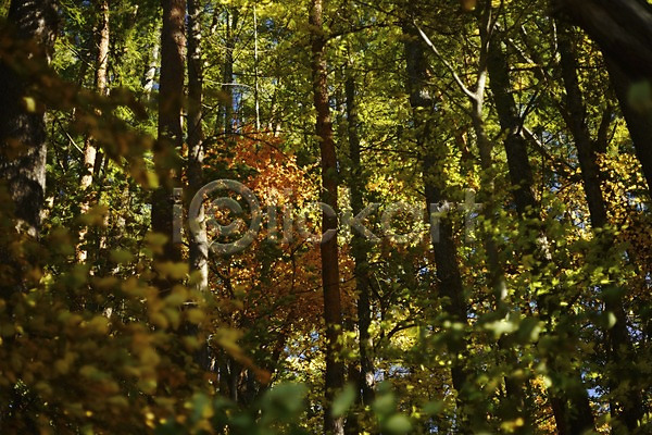 사람없음 JPG 아웃포커스 포토 나무 숲 숲속 식물 야외 자연 주간 풍경(경치)