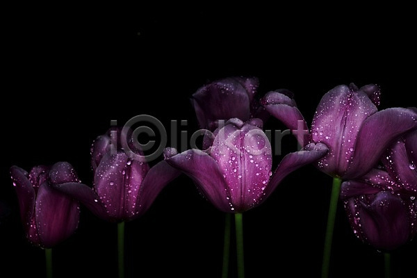 사람없음 JPG 근접촬영 포토 검은배경 꽃 물방울 봄꽃 식물 여러송이 자연 자주색 젖음 컬러 튤립