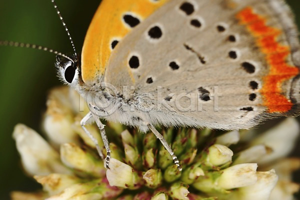 사람없음 JPG 근접촬영 아웃포커스 포토 곤충 꽃 나비 날개(비행) 더듬이 동물 식물 자연 한마리
