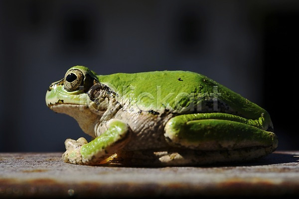 사람없음 JPG 근접촬영 옆모습 포토 개구리 동물 앉기 야생동물 양서류 자연 청개구리 한마리