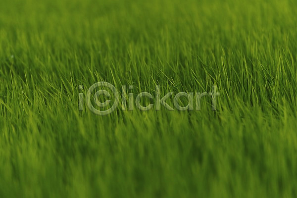 사람없음 JPG 아웃포커스 포토 백그라운드 식물 야외 자연 주간 초록색 초원(자연) 컬러 풀(식물)