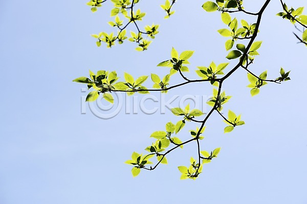 사람없음 JPG 포토 나뭇가지 나뭇잎 식물 야외 잎 자연 주간 초록색 컬러 하늘