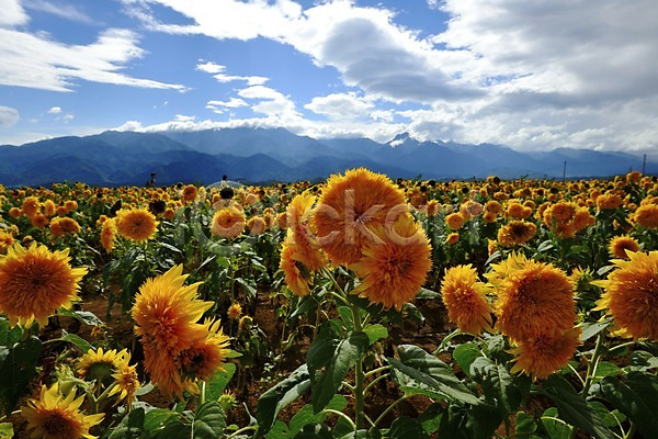 JPG 포토 구름(자연) 꽃 꽃밭 노란색 산 식물 야외 여러송이 자연 주간 컬러 풍경(경치) 하늘 해바라기
