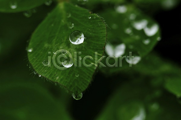 사람없음 JPG 근접촬영 아웃포커스 포토 물방울 식물 이슬 잎 자연 초록색 촉촉함 컬러