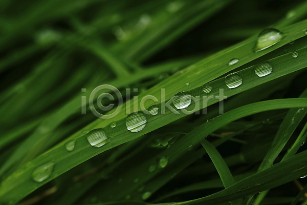사람없음 JPG 근접촬영 아웃포커스 포토 물방울 식물 이슬 자연 초록색 촉촉함 컬러 풀(식물) 풀잎