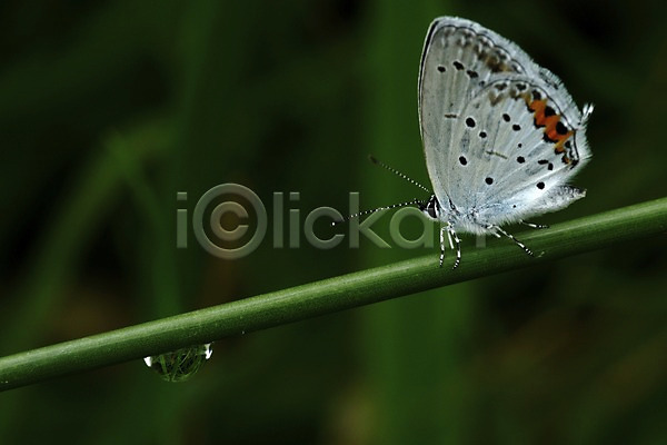 사람없음 JPG 근접촬영 아웃포커스 포토 곤충 나비 날개(비행) 동물 물방울 벌레 식물 자연 풀(식물) 풀잎 한마리