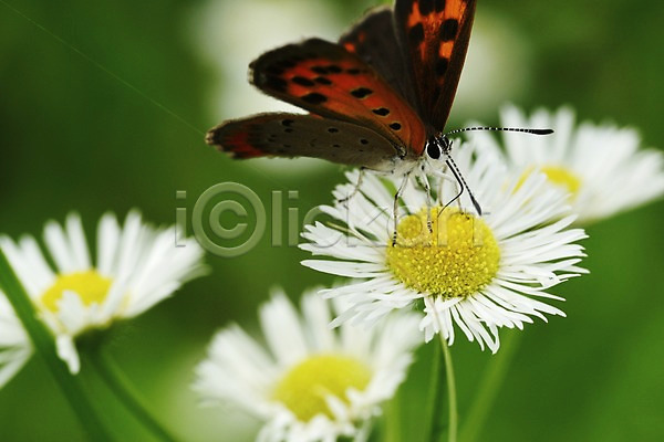 사람없음 JPG 근접촬영 아웃포커스 포토 곤충 꽃 나비 날개(비행) 더듬이 동물 벌레 식물 여러송이 자연 컬러 흰색