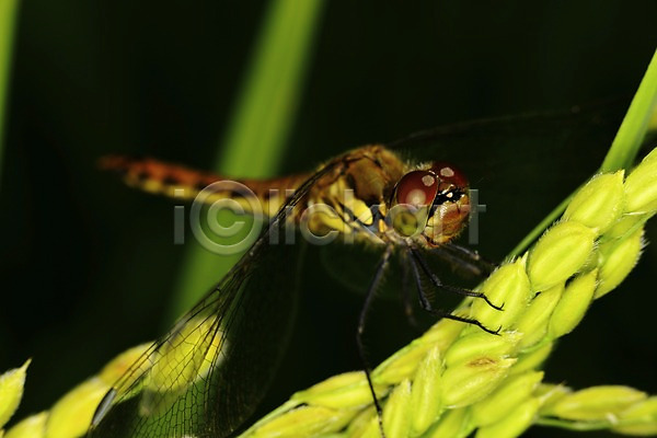 사람없음 JPG 근접촬영 아웃포커스 포토 곤충 날개(비행) 동물 벌레 식물 이삭 자연 잠자리 풀(식물) 한마리
