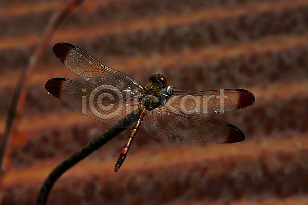 사람없음 JPG 근접촬영 아웃포커스 포토 곤충 날개(비행) 동물 벌레 자연 잠자리 한마리