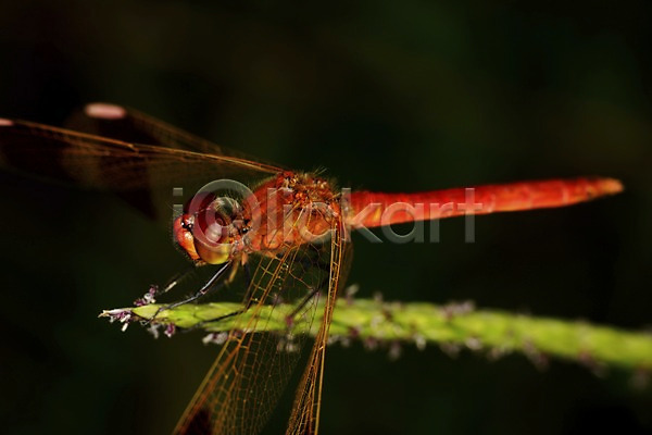 사람없음 JPG 근접촬영 아웃포커스 포토 곤충 날개(비행) 동물 식물 자연 잠자리 풀(식물) 한마리
