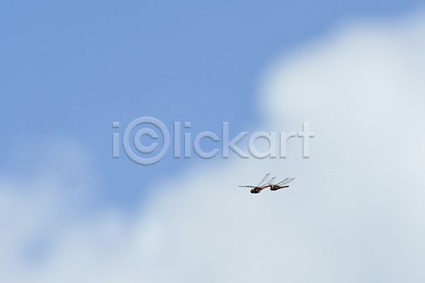 사람없음 JPG 아웃포커스 포토 곤충 구름(자연) 동물 두마리 비행 야외 자연 잠자리 주간 하늘