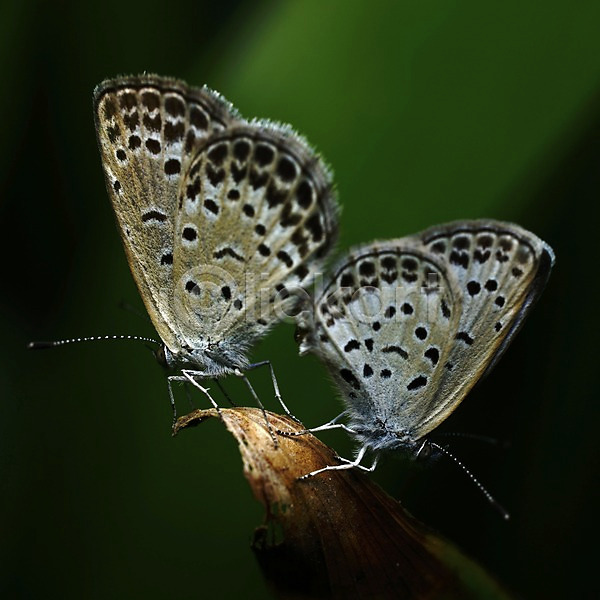 사람없음 JPG 근접촬영 포토 곤충 나비 날개(비행) 더듬이 동물 두마리 벌레 식물 잎 자연