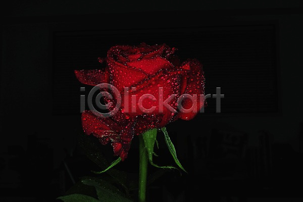 사람없음 JPG 근접촬영 포토 검은배경 꽃 물방울 빨간색 식물 자연 장미 젖음 컬러 한송이