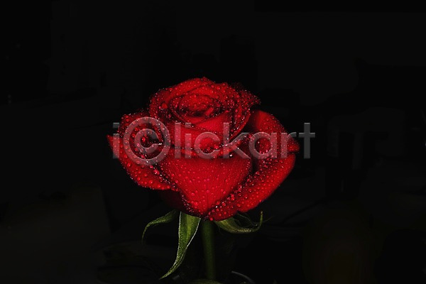 사람없음 JPG 근접촬영 포토 검은배경 꽃 물방울 빨간색 식물 자연 장미 젖음 컬러 한송이