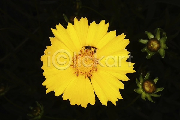 사람없음 JPG 근접촬영 포토 곤충 꽃 노란색 동물 벌(곤충) 식물 자연 컬러 한마리 한송이