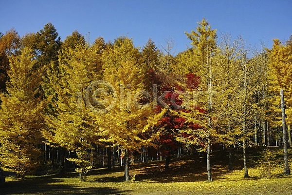 사람없음 JPG 포토 가을(계절) 가을풍경 계절 나무 단풍 숲 식물 야외 자연 주간 풍경(경치)
