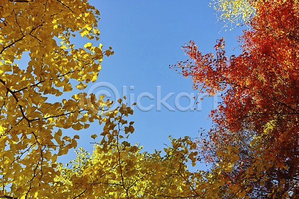 사람없음 JPG 포토 가을(계절) 가을풍경 계절 나무 나뭇가지 나뭇잎 단풍 단풍나무 식물 야외 은행잎 자연 주간 풍경(경치) 하늘
