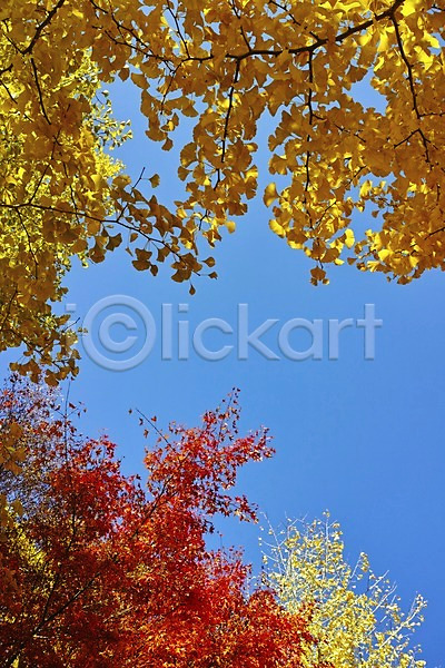 사람없음 JPG 포토 가을(계절) 가을풍경 계절 나무 나뭇가지 나뭇잎 단풍 단풍나무 식물 야외 은행잎 자연 주간 풍경(경치) 하늘