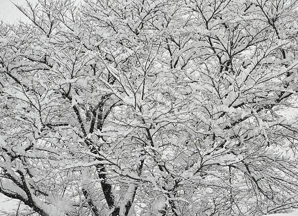 사람없음 JPG 포토 겨울 계절 나무 나뭇가지 눈(날씨) 설경 식물 야외 자연 주간 풍경(경치)