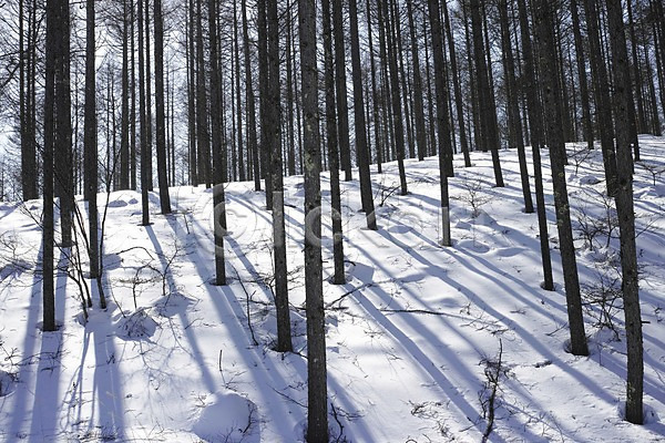 사람없음 JPG 포토 겨울 계절 그림자 나무 눈(날씨) 설경 숲 숲속 식물 야외 자연 주간 풍경(경치)
