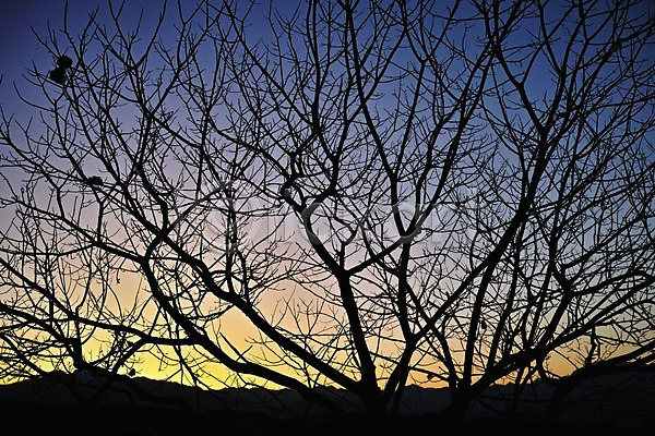 사람없음 JPG 실루엣 포토 나무 나뭇가지 노을 식물 야외 일몰 자연 자연현상 풍경(경치)