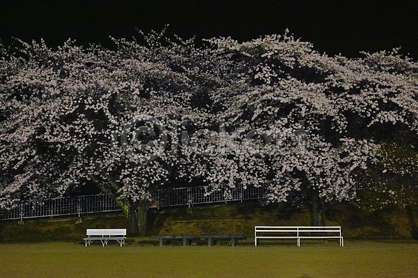 사람없음 JPG 포토 계절 공원 꽃 나무 벚꽃 벤치 봄 봄풍경 식물 야외 울타리 의자 자연 풍경(경치)