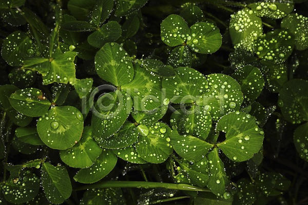 행운 사람없음 JPG 포토 물방울 백그라운드 식물 이슬 자연 젖음 초록색 컬러 클로버