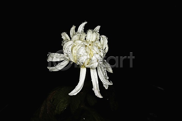 사람없음 JPG 포토 검은배경 국화 꽃 물방울 식물 자연 젖음 컬러 한송이 흰색