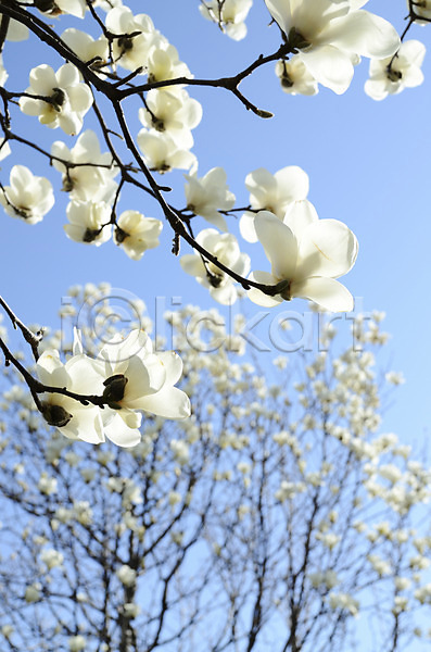 사람없음 JPG 아웃포커스 포토 계절 꽃 나무 나뭇가지 목련 봄 봄꽃 봄풍경 식물 야외 여러송이 자연 주간 컬러 풍경(경치) 흰색