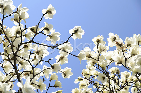 사람없음 JPG 포토 계절 꽃 꽃나무 나무 나뭇가지 목련 봄 봄꽃 봄풍경 식물 야외 여러송이 자연 주간 컬러 흰색