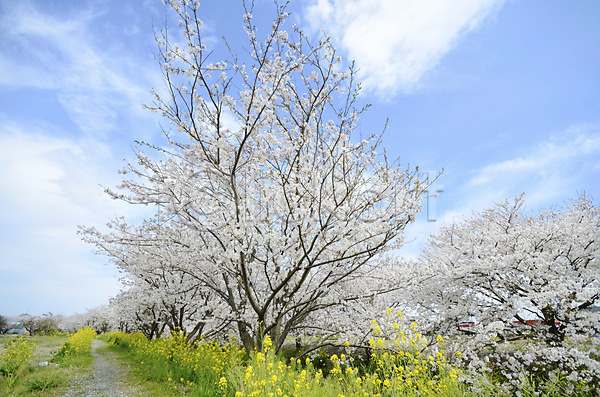 사람없음 JPG 포토 계절 구름(자연) 꽃 꽃나무 나무 벚꽃 봄 봄풍경 식물 야외 자연 주간 풍경(경치) 하늘