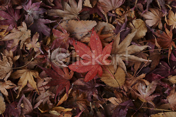 사람없음 JPG 포토 가을(계절) 가을풍경 계절 나뭇잎 낙엽 단풍 백그라운드 식물 잎 자연