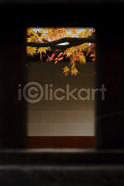 사람없음 JPG 포토 가을(계절) 가을풍경 계절 나뭇가지 나뭇잎 단풍 단풍나무 식물 자연 창문 풍경(경치)