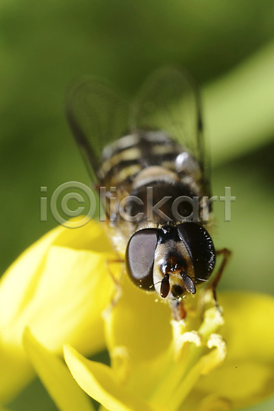 사람없음 JPG 근접촬영 아웃포커스 포토 곤충 꽃 꽃술(꽃) 꿀벌 노란색 동물 벌(곤충) 벌레 식물 암술 자연 한마리