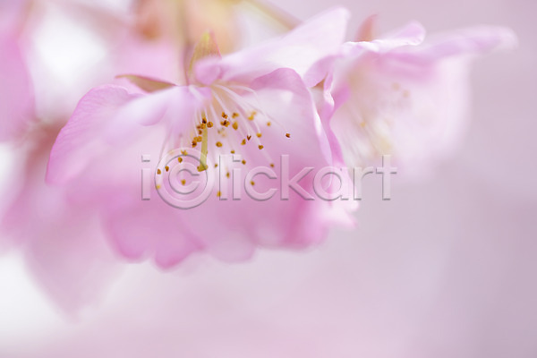 사람없음 JPG 근접촬영 아웃포커스 포토 꽃 꽃술(꽃) 분홍색 식물 암술 자연 컬러