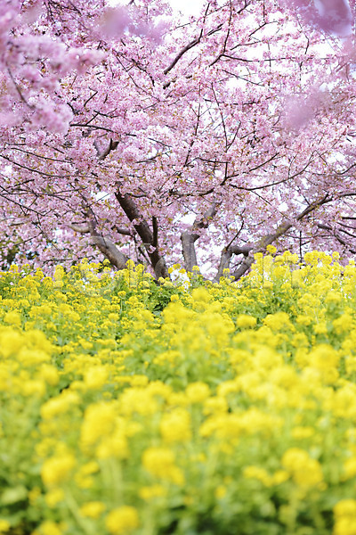 사람없음 JPG 아웃포커스 포토 꽃 꽃나무 꽃밭 나무 노란색 백그라운드 분홍색 식물 야외 여러송이 유채 자연 주간 컬러 풍경(경치)