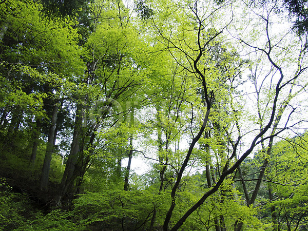 사람없음 JPG 포토 나무 숲 숲속 식물 야외 자연 주간 초록색 컬러 풍경(경치)