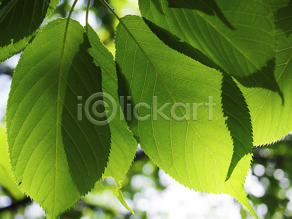 사람없음 JPG 근접촬영 아웃포커스 포토 그림자 나뭇잎 식물 야외 잎 자연 주간 초록색 컬러
