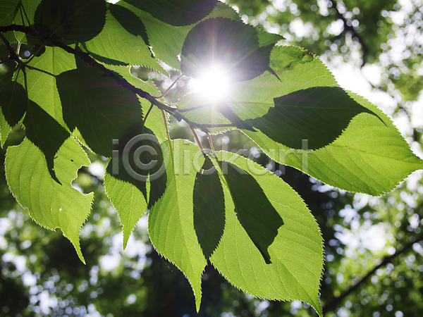 사람없음 JPG 근접촬영 아웃포커스 포토 나뭇잎 빛 식물 야외 잎 자연 주간 초록색 컬러 햇빛