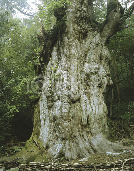 사람없음 JPG 포토 고목 나무 숲 숲속 식물 야외 자연 주간 풍경(경치)