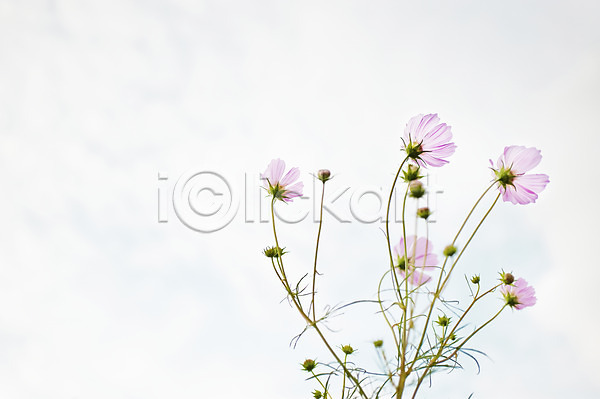 사람없음 JPG 포토 가을(계절) 가을꽃 계절 꽃 분홍색 식물 야외 여러송이 자연 주간 컬러 코스모스(꽃)