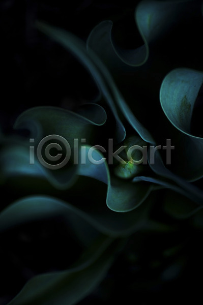 사람없음 JPG 근접촬영 아웃포커스 포토 식물 잎 자연 초록색 컬러