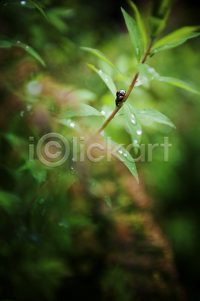 사람없음 JPG 아웃포커스 포토 곤충 동물 두마리 무당벌레 물방울 벌레 식물 야외 잎 자연 주간 풀잎