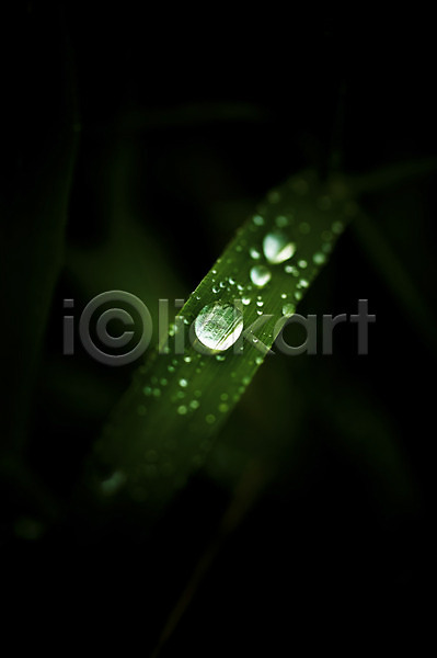 사람없음 JPG 근접촬영 아웃포커스 포토 물방울 식물 야외 이슬 잎 자연 주간 초록색 촉촉함 컬러 풀(식물) 풀잎