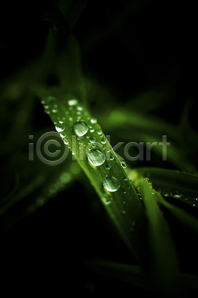 사람없음 JPG 근접촬영 아웃포커스 포토 물방울 식물 야외 이슬 잎 자연 주간 초록색 촉촉함 컬러 풀(식물) 풀잎