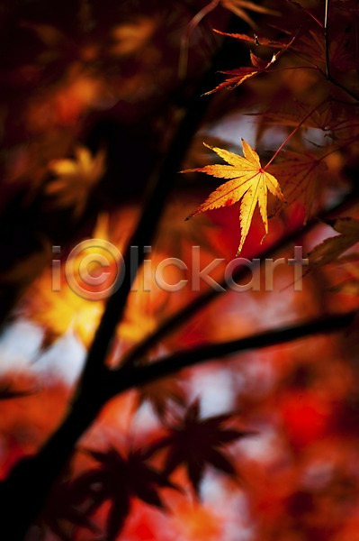 사람없음 JPG 아웃포커스 포토 가을(계절) 가을풍경 계절 나뭇가지 나뭇잎 단풍 단풍나무 식물 야외 잎 자연 주간 햇빛