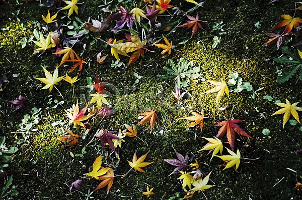 사람없음 JPG 포토 가을(계절) 가을풍경 계절 나뭇잎 낙엽 단풍 백그라운드 식물 야외 이끼 잎 자연 주간 풀(식물) 햇빛