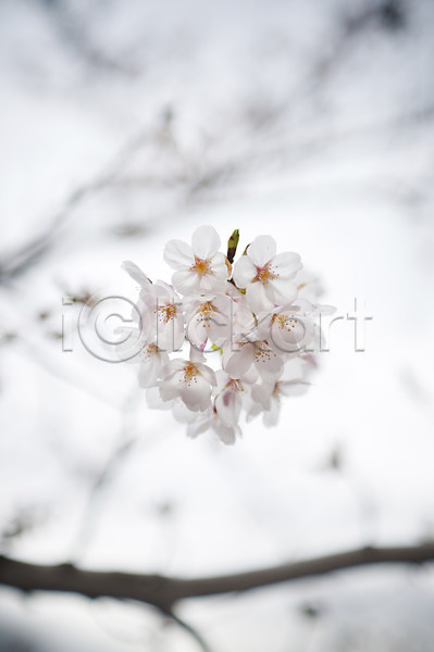 사람없음 JPG 근접촬영 아웃포커스 포토 계절 꽃 꽃나무 나뭇가지 벚꽃 봄 봄꽃 식물 야외 여러송이 자연 주간 컬러 흰색