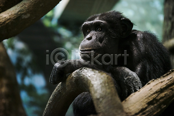 사람없음 JPG 아웃포커스 포토 나무 동물 야생동물 야외 유인원 주간 침팬지 포유류 한마리